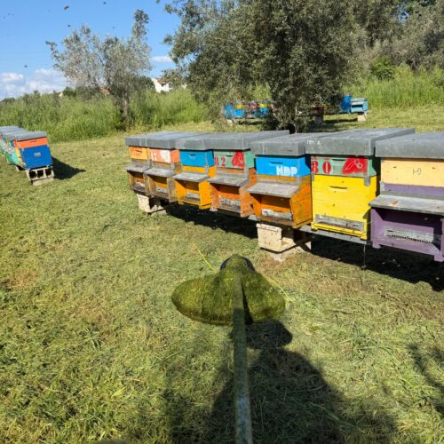 Il miele del Molise: espressione autentica del territorio
