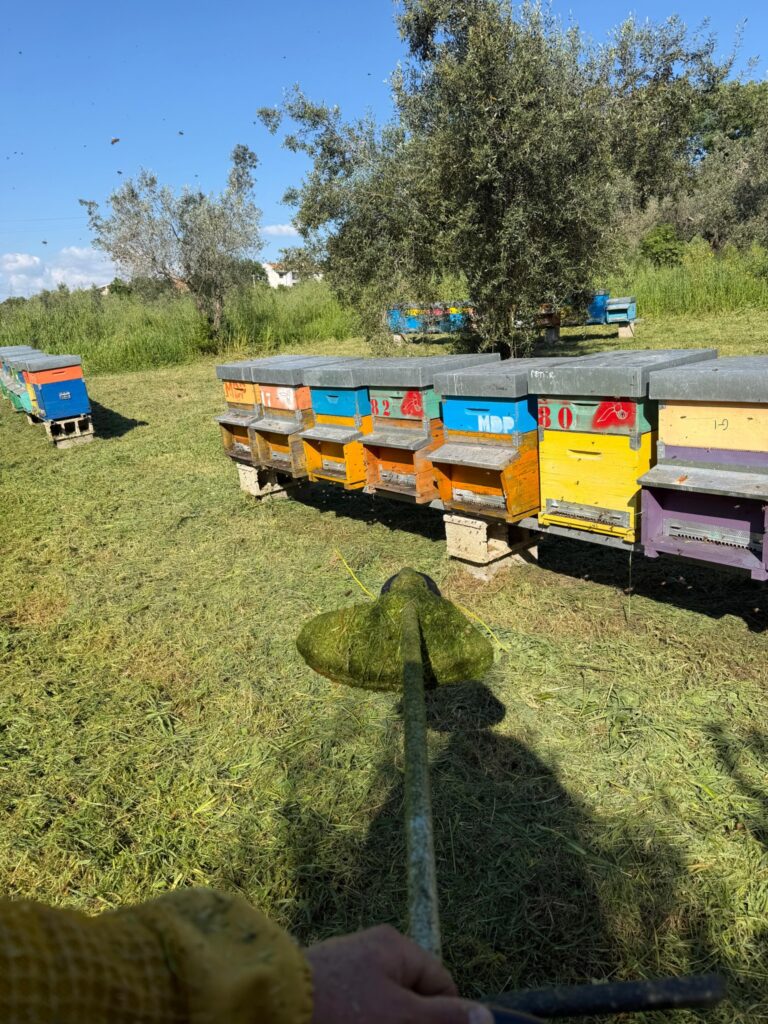 Apiario tra gli ulivi con arnie colorate in campagna molisana