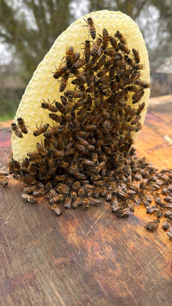 Favo naturale con api su cera nuova appoggiato sull’arnia in primo piano