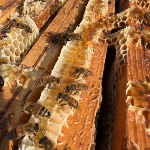 Le api e il loro ruolo fondamentale per la natura