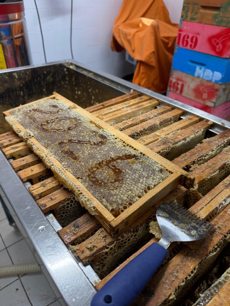 Raccolta del miele con telaio opercolato e forchetta disopercolatrice in laboratorio di smielatura
